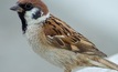  Eurasian tree sparrow.