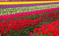 Deal in Focus: Sun shines on Finlays flowers