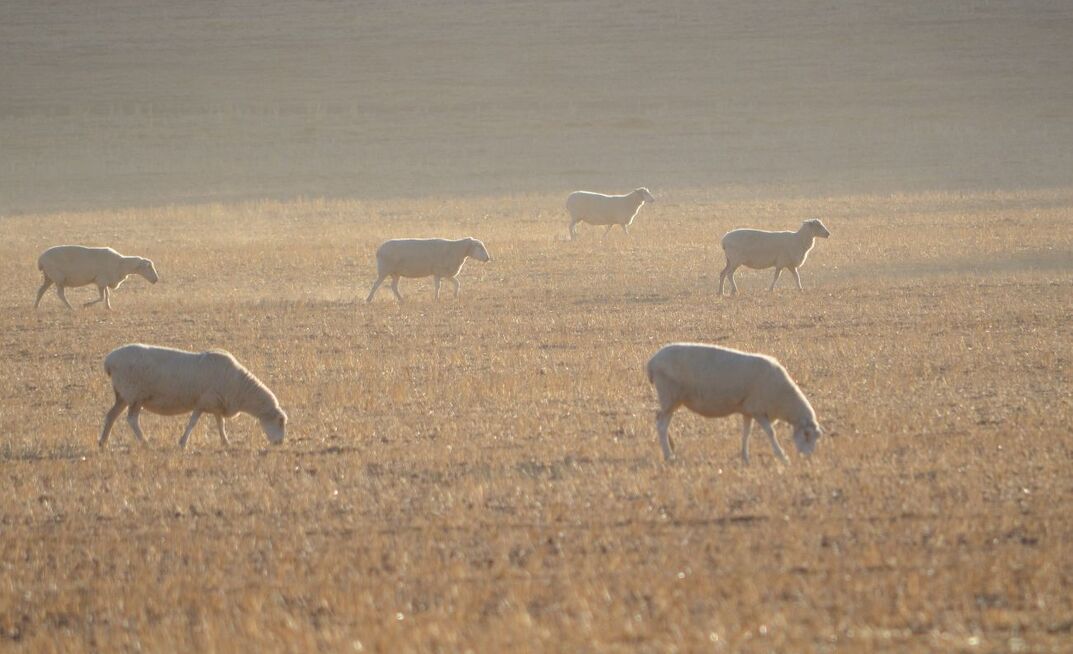 Managing the autumn feed gap is important for WA farmers and it’s becoming more complex as cropping becomes a larger part of farm businesses.