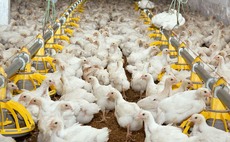 Oxygen-enhanced water technology sees success in pig and poultry trials  