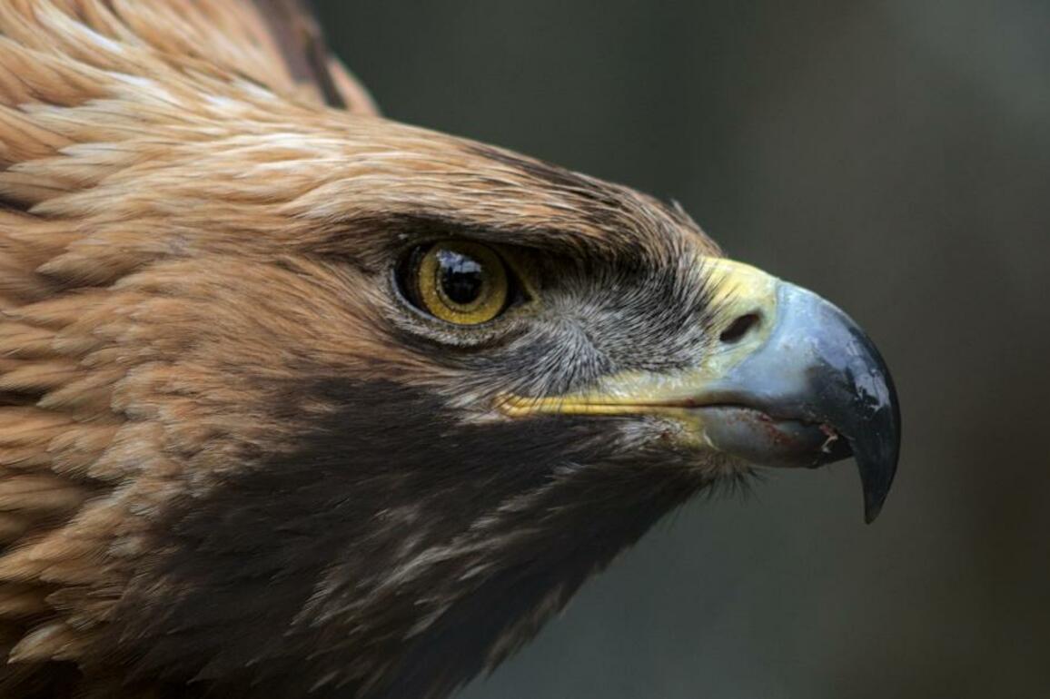 Scottish Borders wind farm plan 'to push out recovering golden eagles'