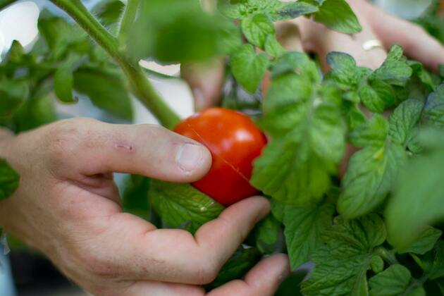 Opinion- Trump tariffs will saddle Americans with nasty tomatoes
