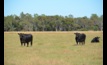  A new beef industry survey is seeking direction on sustainability. Photo: Mark Saunders. 