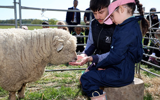 Schoolchildren in Sussex and Surrey learn to care for sheep and lambs through 'Loan a Lamb' scheme