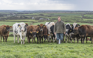 How a Cornish grazed dairy herd maximises butterfat for Rodda's creamery contract