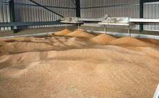 Keeping an eye on the grain market: Wheat prices recover from last week's lows