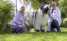 New Valais Blacknose record set at Carlisle