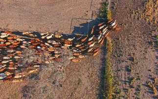 Report: Global meat producers 'significantly underestimating' $6.4bn annual water risk exposure