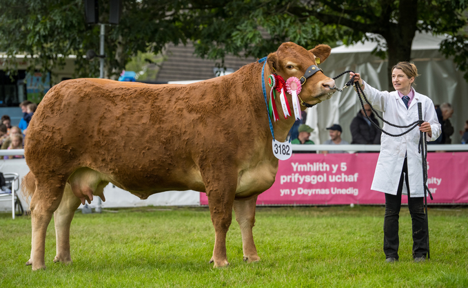 Limousin takes top honors at the Royal Welsh Show