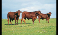  Positive outlook for cattle producers this spring.