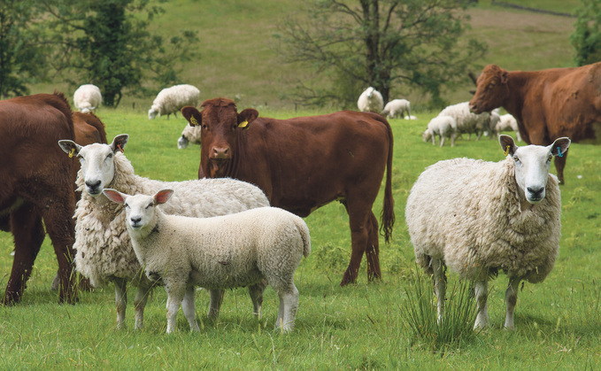  urged to be vigilant for new strain of bluetongue virus