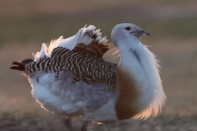 60"FlyOverChina | Wildlife wonders from above: a glimpse of the Great Bustard
