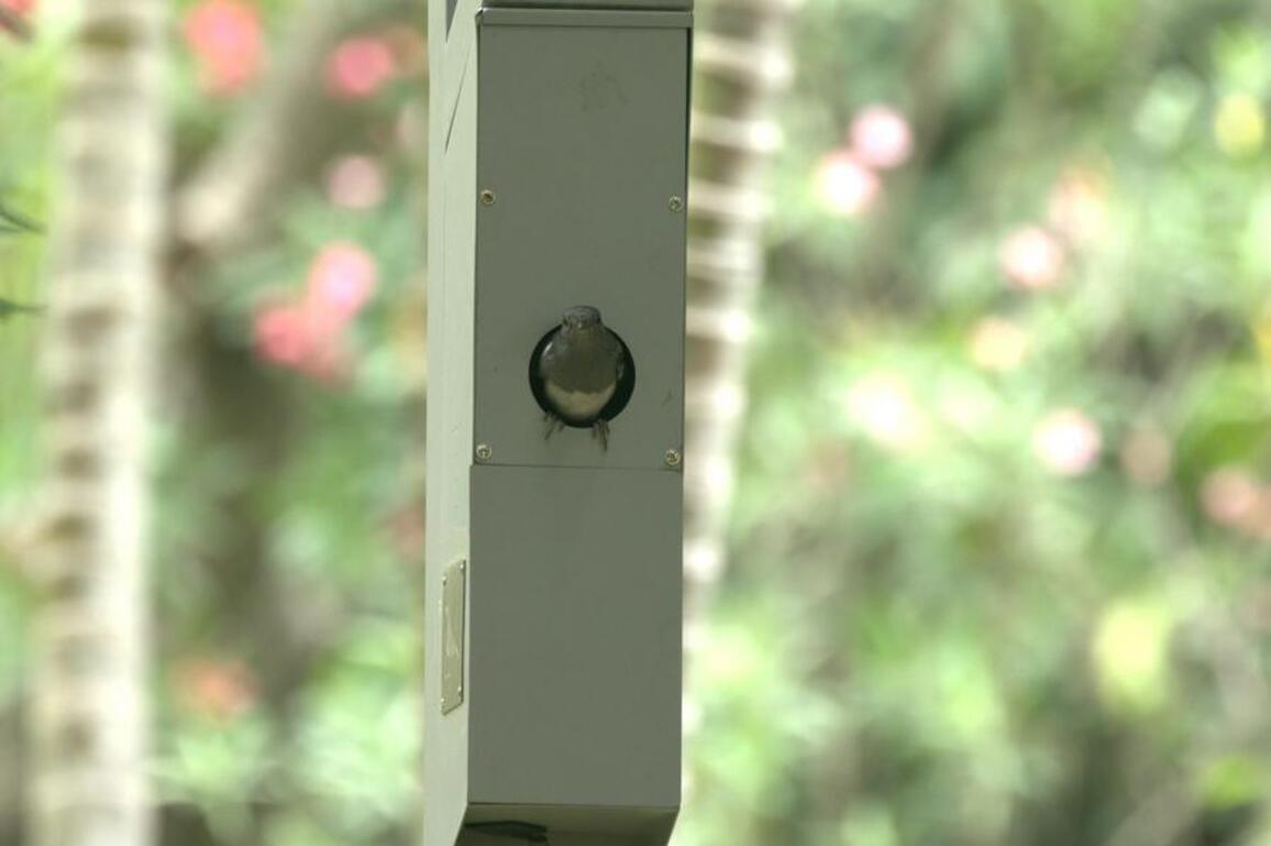 CHINA-GUANGDONG-SHENZHEN-LAMPPOST-BIRD NEST (CN)
