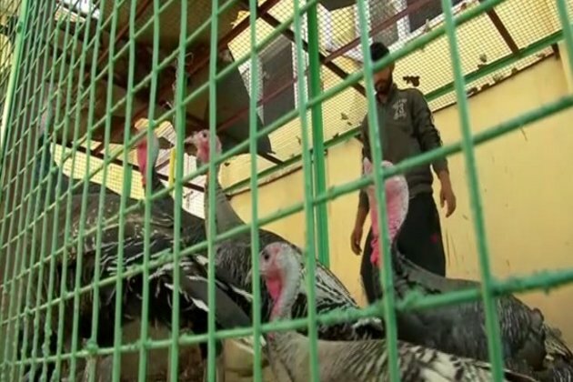 Turkish birds imported to boost poultry farming in Kashmir
