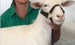 MSA underpins new Dorper lamb brand