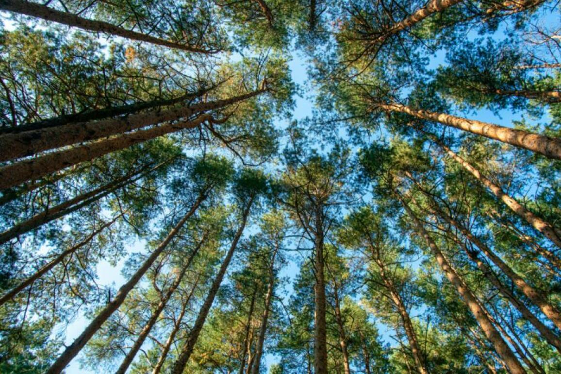 Forestry Journal editor on frustration within the industry - The Herald
