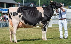 ROYAL WELSH 2022: Holsteins top dairy judging