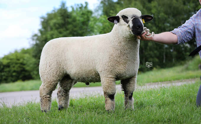 Ram lamb from Whitby flock which sold for 4,500gns