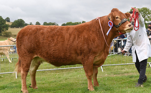 Limousin cow and calf clinches Hope inter-breed beef title
