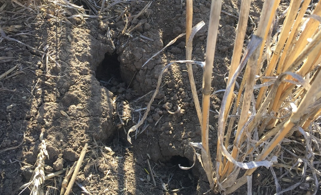 Representative bodies are seeking grower input to help with an application to permit the use of ZP50 mouse bait.