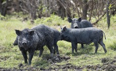 Australian feral pig numbers 'out of control'