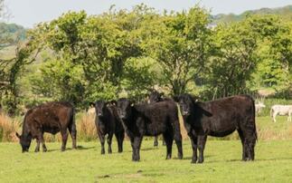 Shrinking cattle supply threatens to 'destabilise' Welsh beef industry