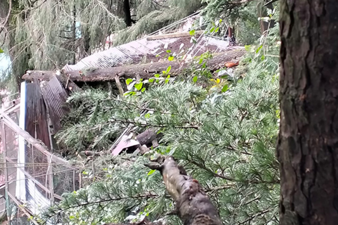 Shimla landslide forces evacuation in Benmore locality, 30 families at risk