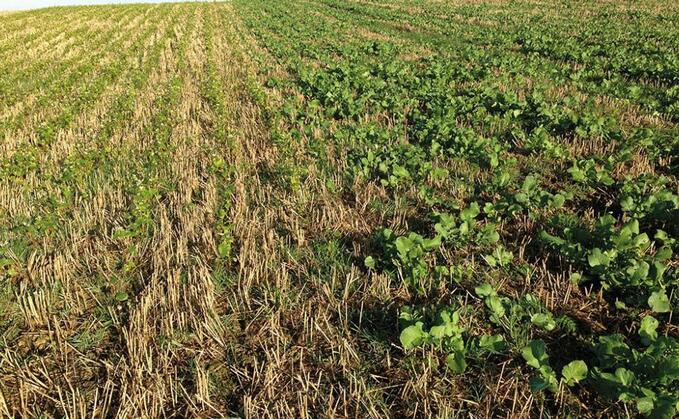 Top tips to establish a successful cover or catch crop