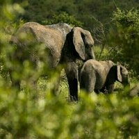 Les elephants d'Afrique en declin alarmant depuis 50 ans : une nouvelle etude revle comment les sauver