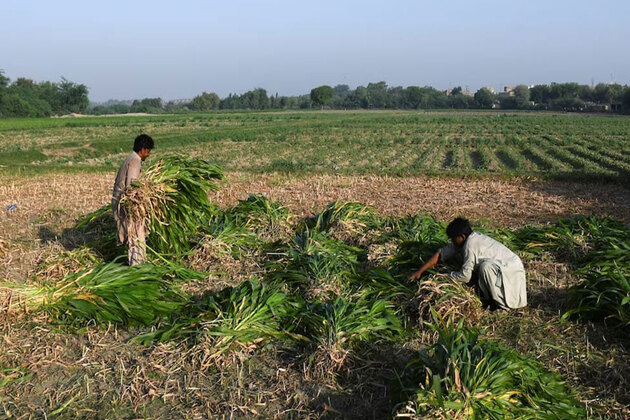 Pakistan among top countries with "inefficient" agricultural water use: World Bank