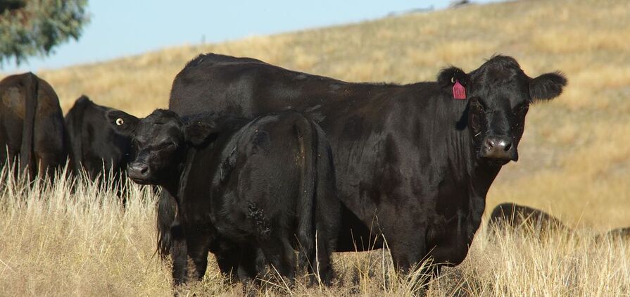 IVF technology can be used to greatly increase the rate of genetic gains without compromising animal welfare and future production. 