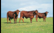  Positive outlook for cattle producers this spring.