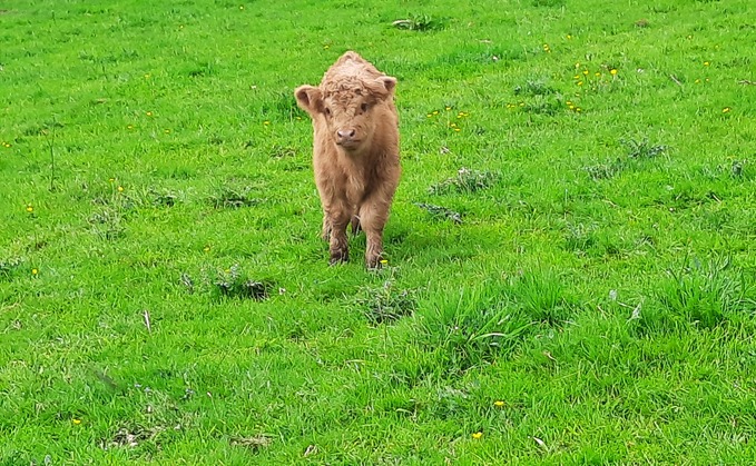 The calf was only two days old at the time it was reported stolen (North Wales Police)