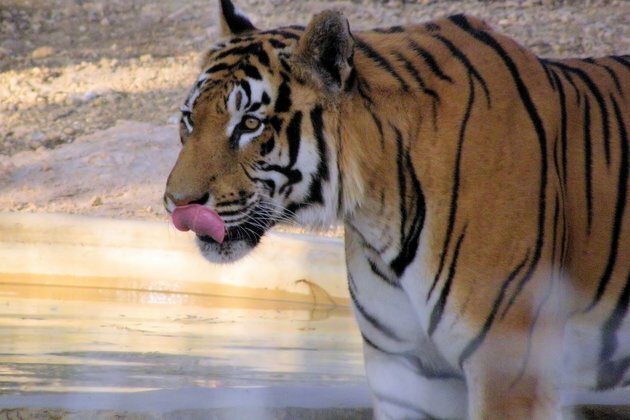 What is a &#039;mass extinction&#039; and are we in one now?
