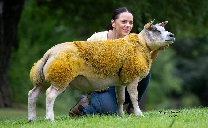 Mellor Vale Lionheart - 60,000gns