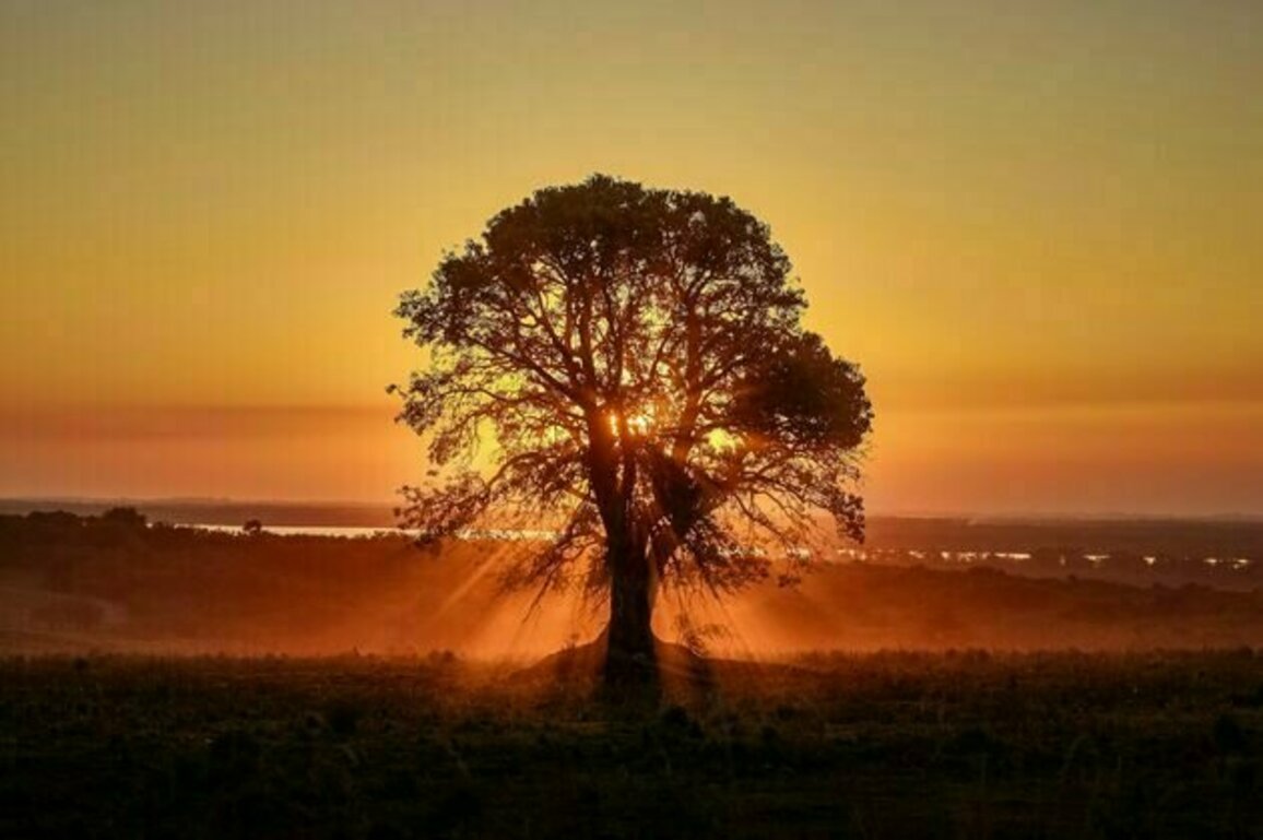 Could trees know when the summer solstice is?