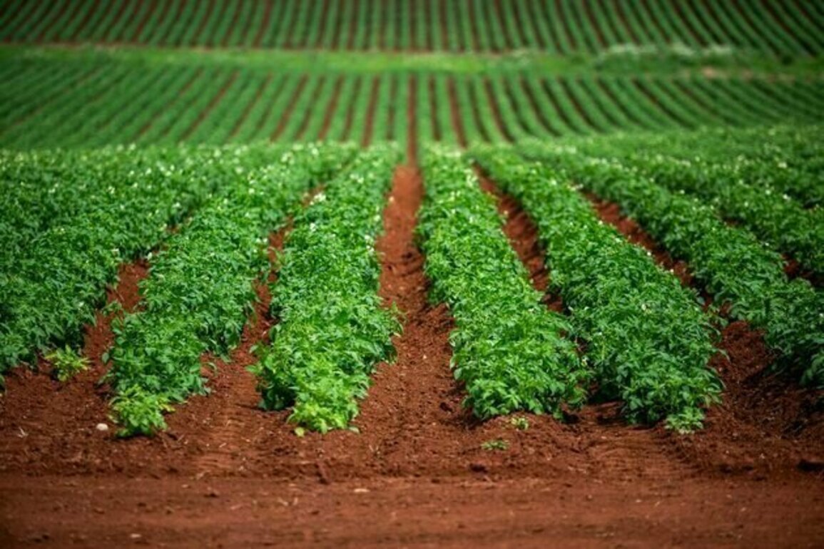 How researchers are making precision agriculture more affordable