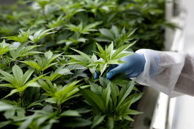 Medicinal cannabis watchdog warns of prescribing cannabis to patients as psychosis cases spike