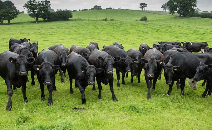 Beef demand remains firm with EU market particularly strong