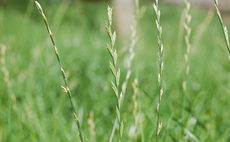 Growers urged to stick to glyphosate guidelines after Italian ryegrass incident