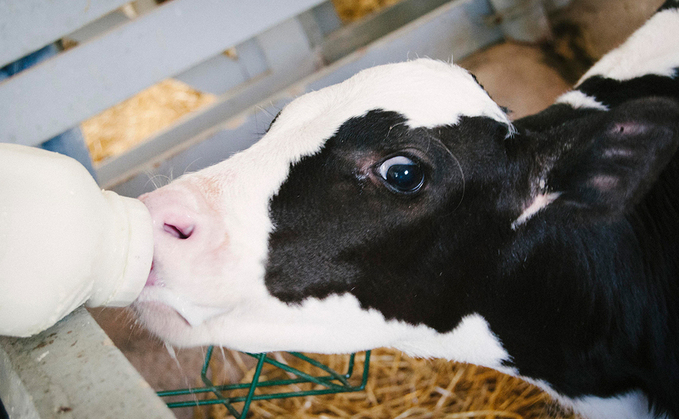 New study reveals calf growth rates influenced by colostrum fat levels