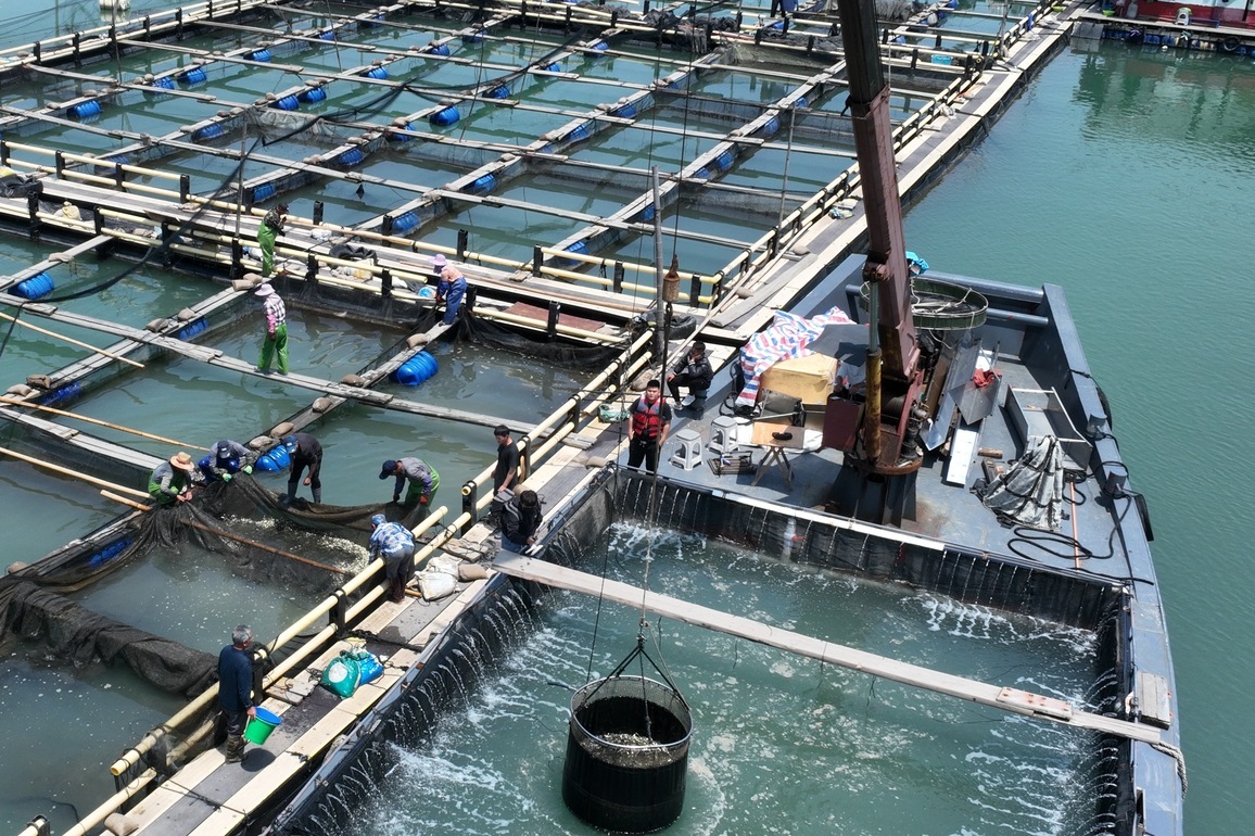 CHINA-FUJIAN-NINGDE-MARICULTURE-LARGE YELLOW CROAKERS (CN)