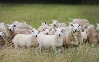 Lleyn ticks all the boxes for Wiltshire sheep enterprise