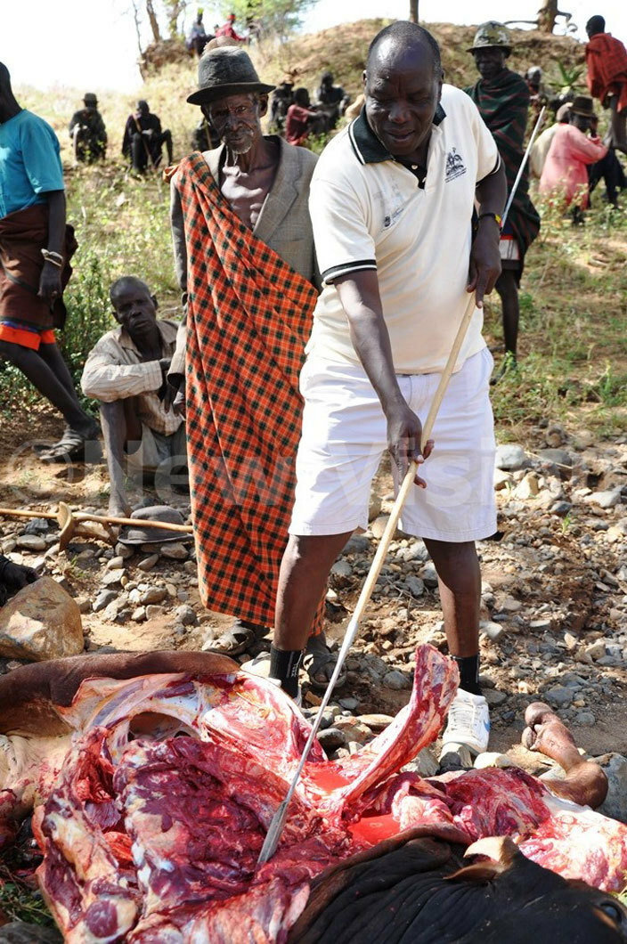 apaja participates in  the slaughtering a cow 