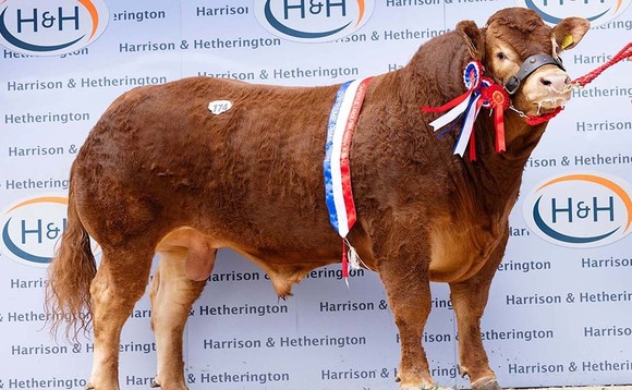Limousin bulls sell to 52,000gns at Carlisle