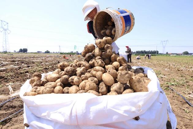 Scientists discover that tomato is "mother" of potato