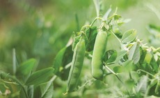 35,000 hectares of peas are grown in the UK - celebrate farmers during #GreatBritishPeaWeek