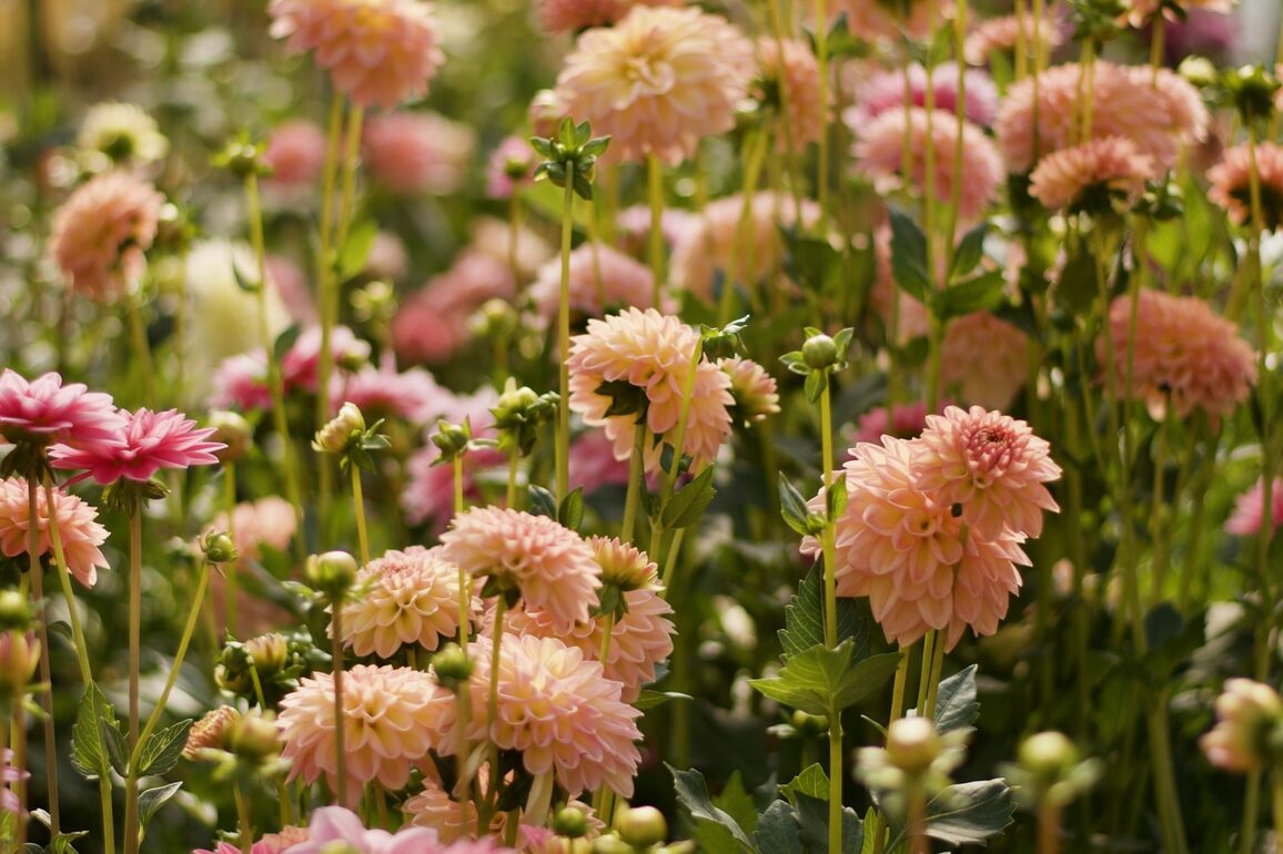 Master Class- Designing with Local Flower - Park Record