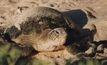 On the record: The case for turtle CSG