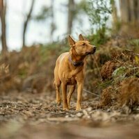 Good boy or bad dog? Our 1 billion pet dogs do real environmental damage